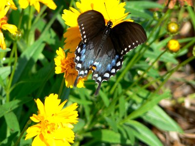 Spicebush Swallowtail photo