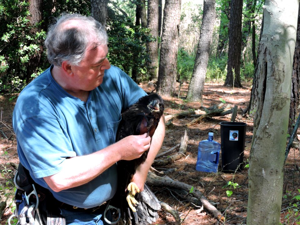 Preparing to return bald eaglet to nest at Eastern neck national Wildlife Refuge