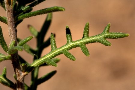 Mentzelia humilis var. humilis