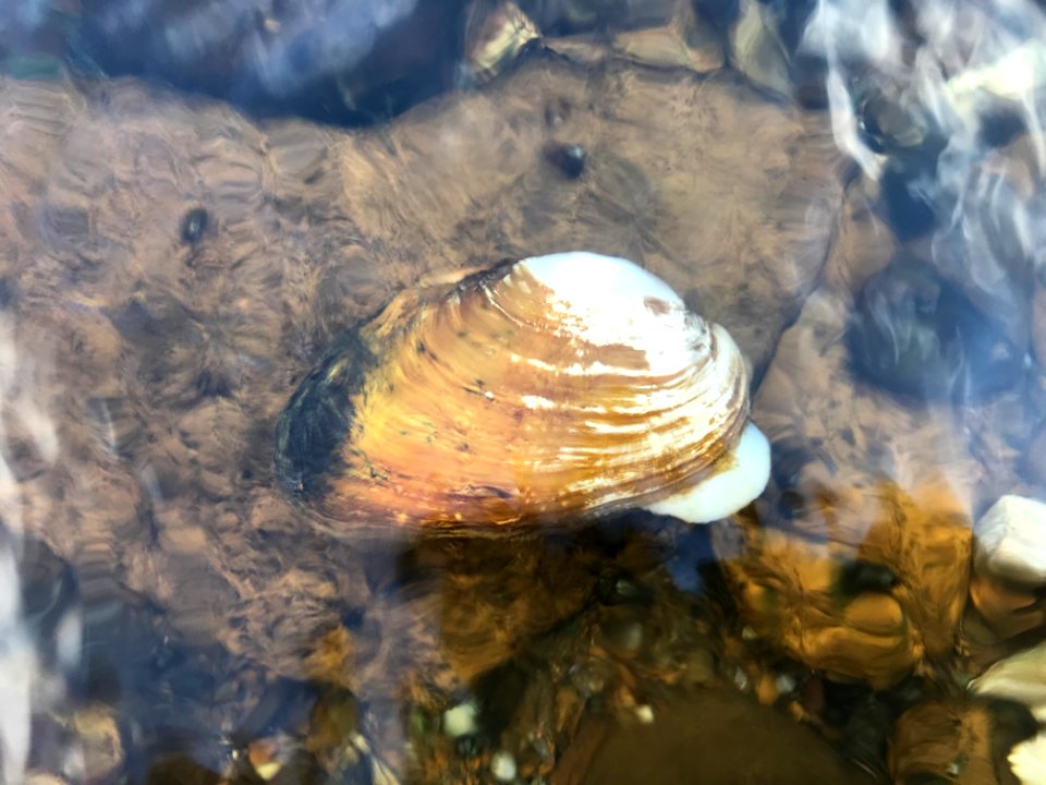 Dying pheasantshell