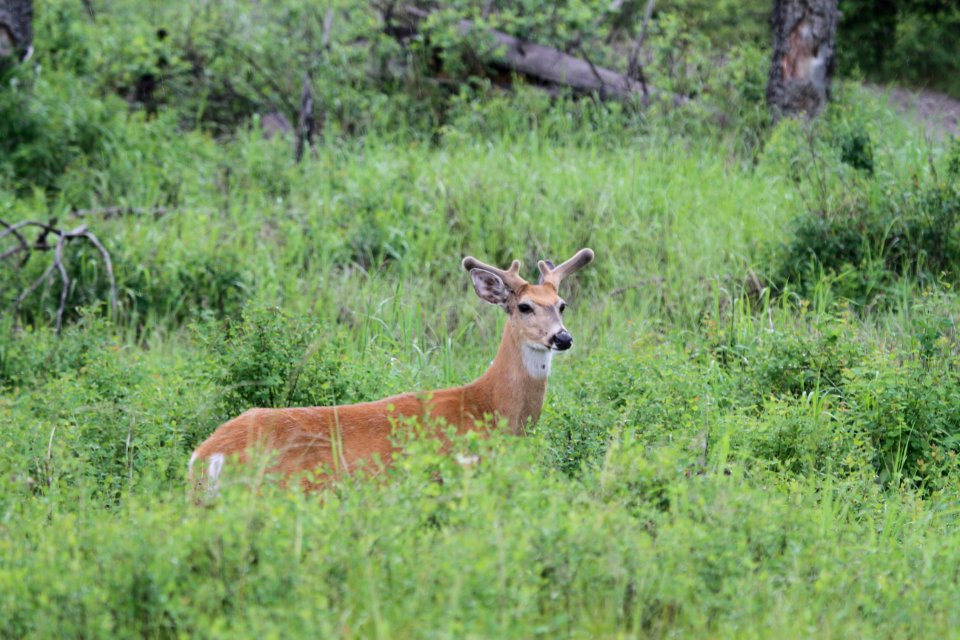 Buck in Velvet - Whitetail