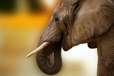 Africa close up botswana photo