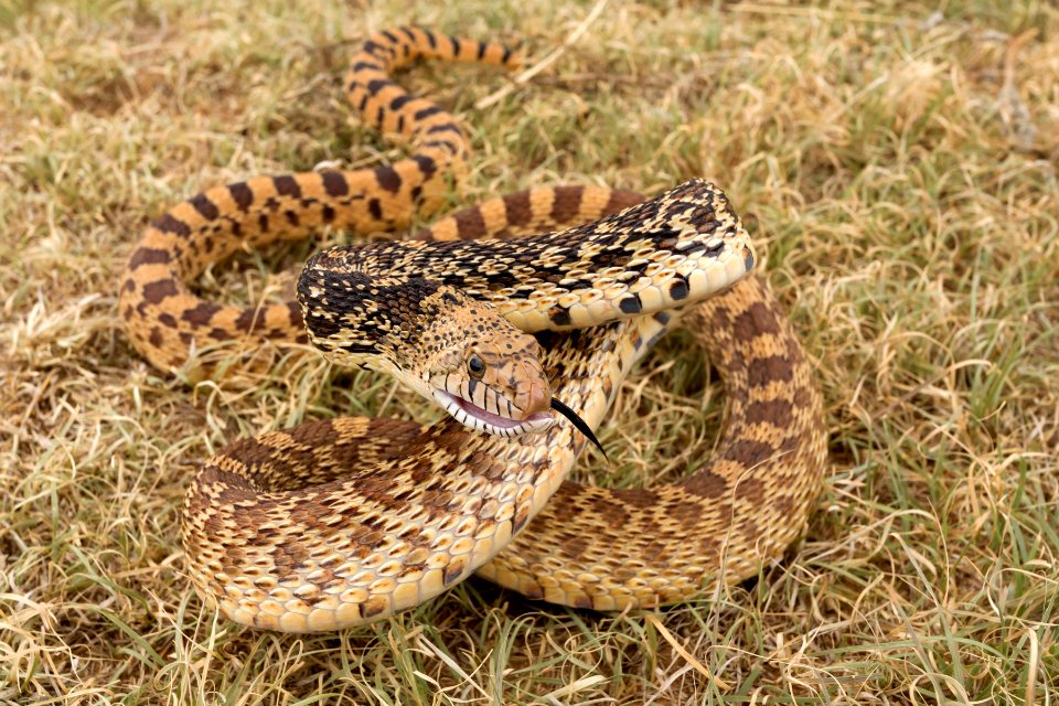 Pituophis catenifer sayi