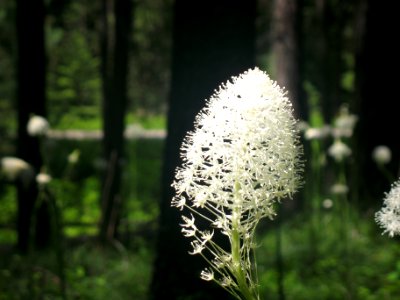 Beargrass (Xerophyllum tenax) photo