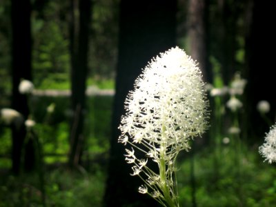 Beargrass (Xerophyllum tenax)