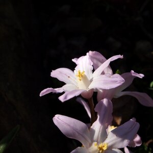 Flower bud spring landscape photo