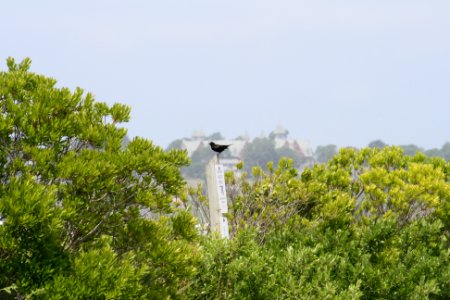 Redwing Blackbird photo