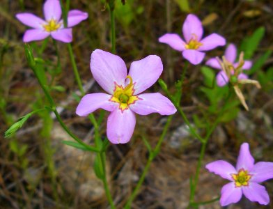 Salt marsh pink