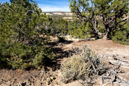 Crow Mesa