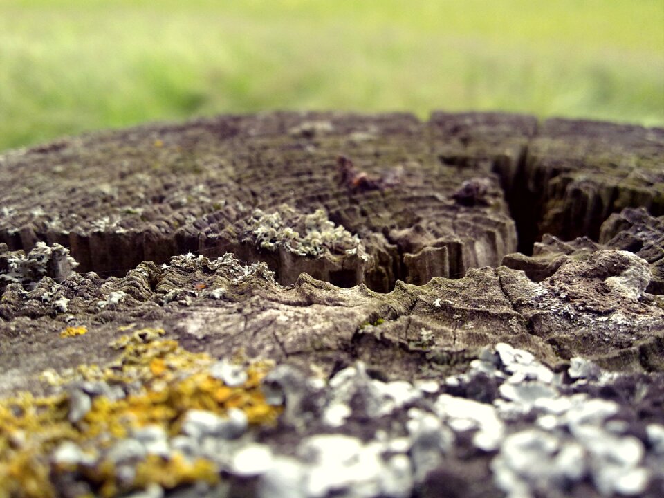 Structure wood texture tree grates photo