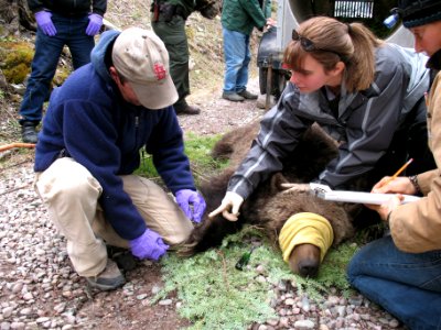 Measuring a tranquilized grizzly prior to affixing a radio collar (Northern Divide Grizzly Bear Project) photo