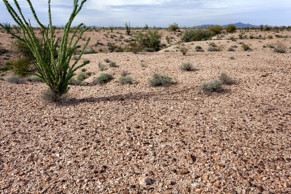 Cactus Plain