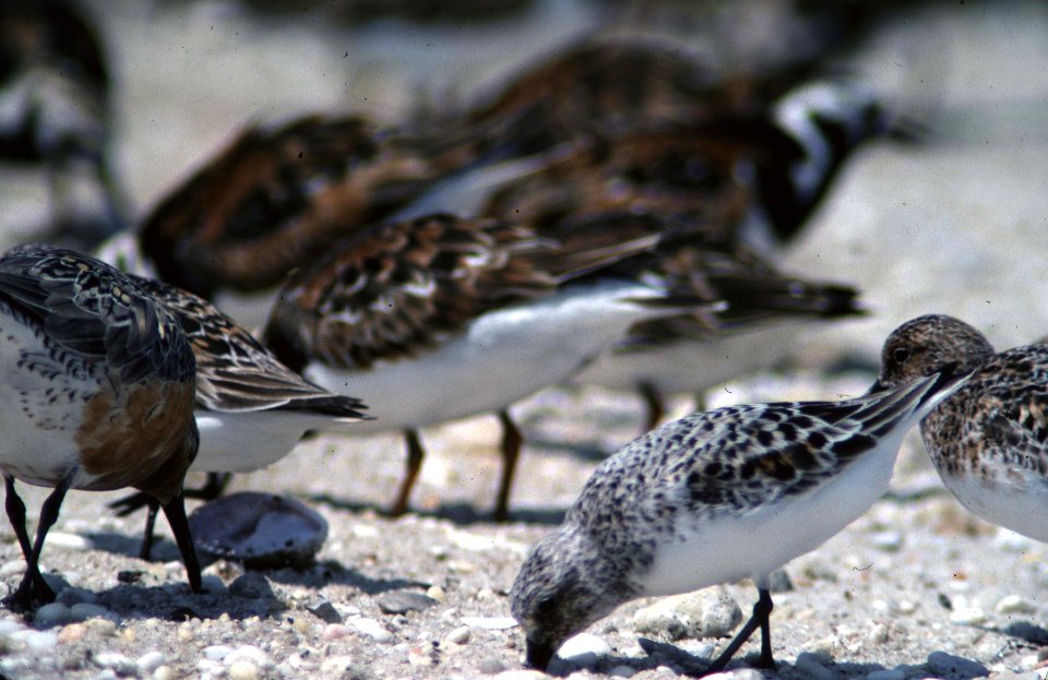 Shorebirds