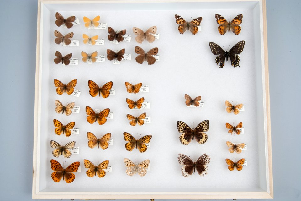 Butterfly Species Collection