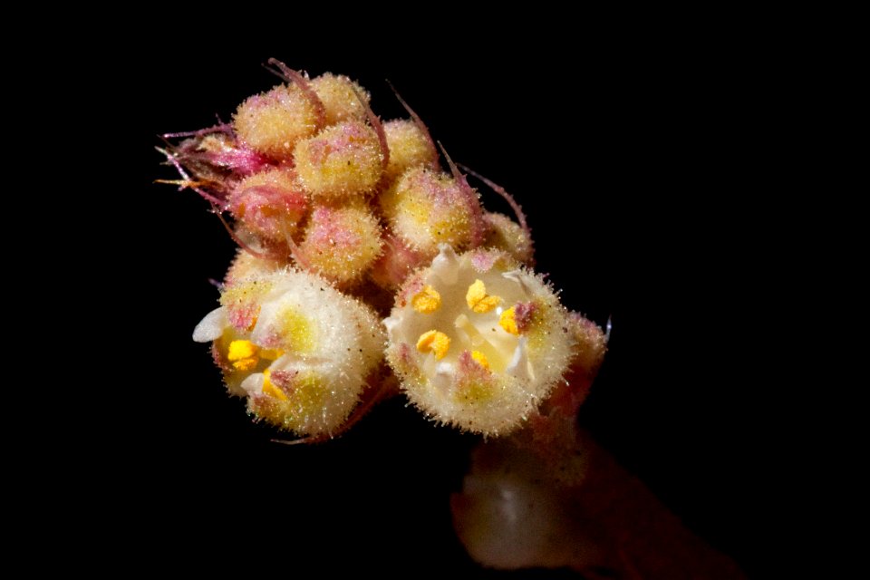 Heuchera soltisii