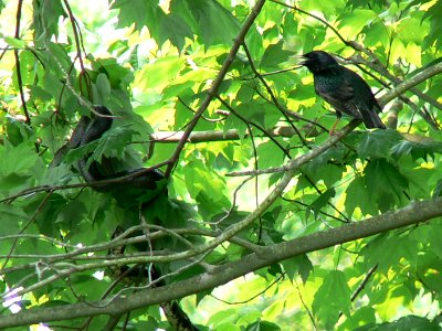 Starling scares ratsnake from nest photo