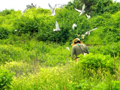 Great Gull Island, NY