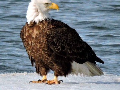 Adult Bald eagle on ice at Eastern Neck National Wildlife Refuge