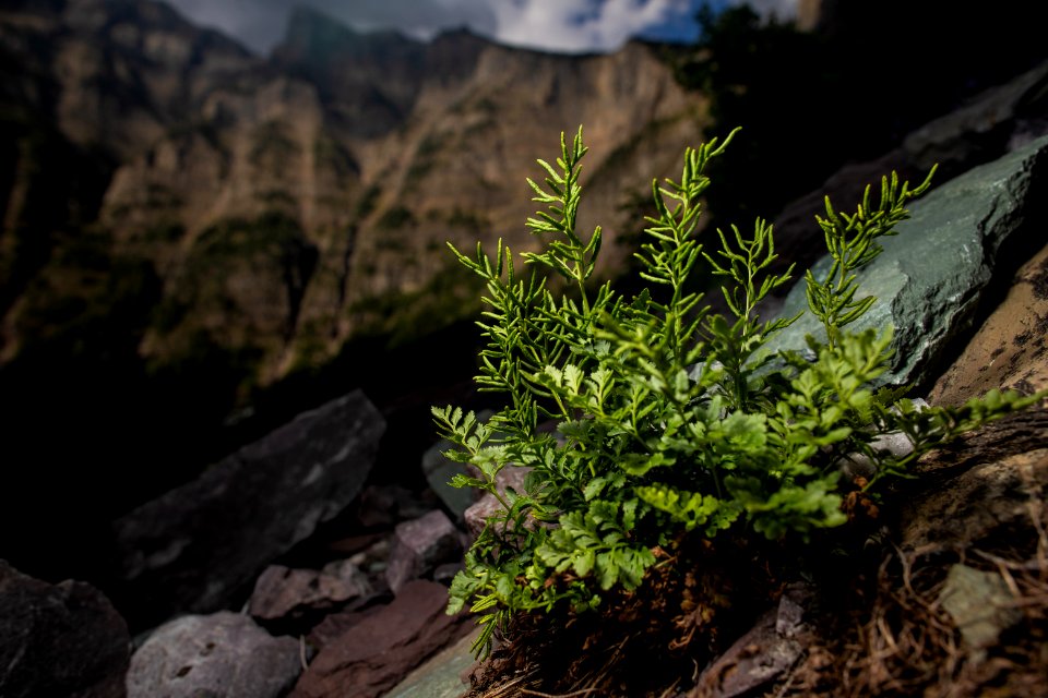 American Rockbrake (Cryptogramma acrostichoides)
