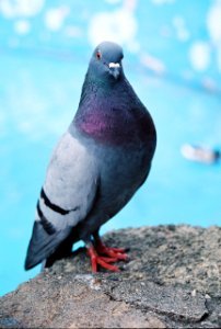 Pigeon pose photo