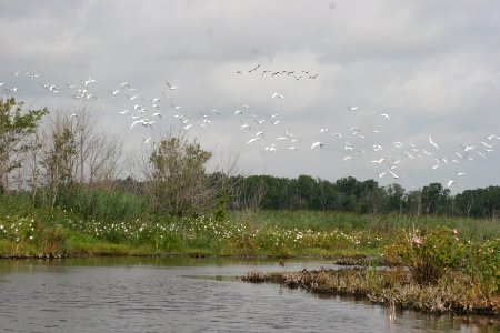 Egrets at Prime Hook NWR