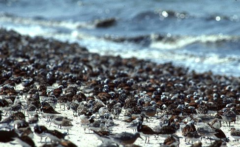 Shorebirds
