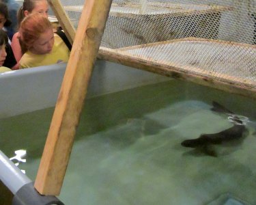 Glimpse of a rare fish