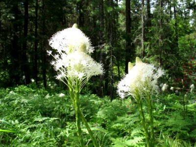 Beargrass (Xerophyllum tenax)