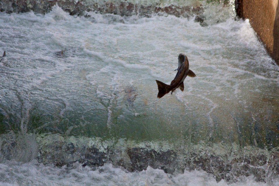 Nimbus Hatchery fish ladder