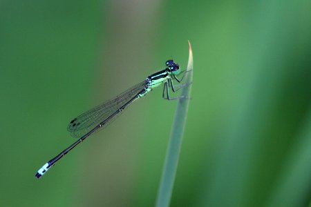 Photo of the Week - Eastern Forktail (ME) photo
