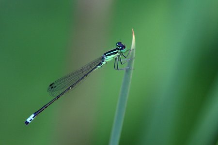 Photo of the Week - Eastern Forktail (ME)