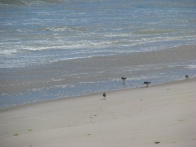 Sanderlings