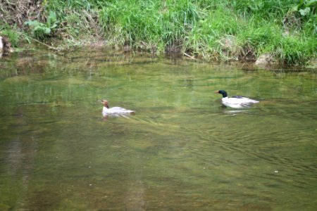 Wildlife in Thorn Creek
