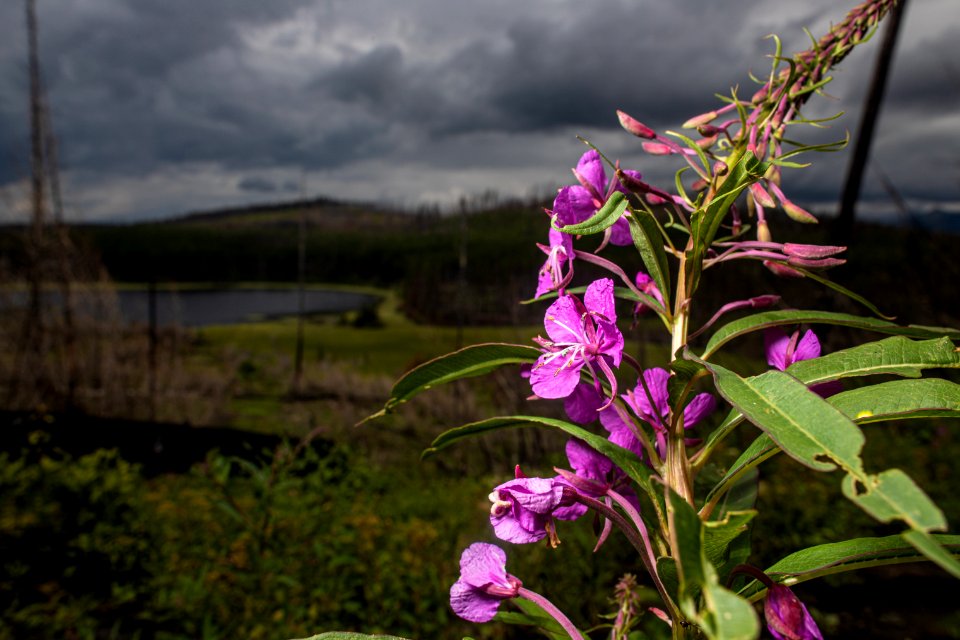 Fireweed (Chamerion angustifolium)