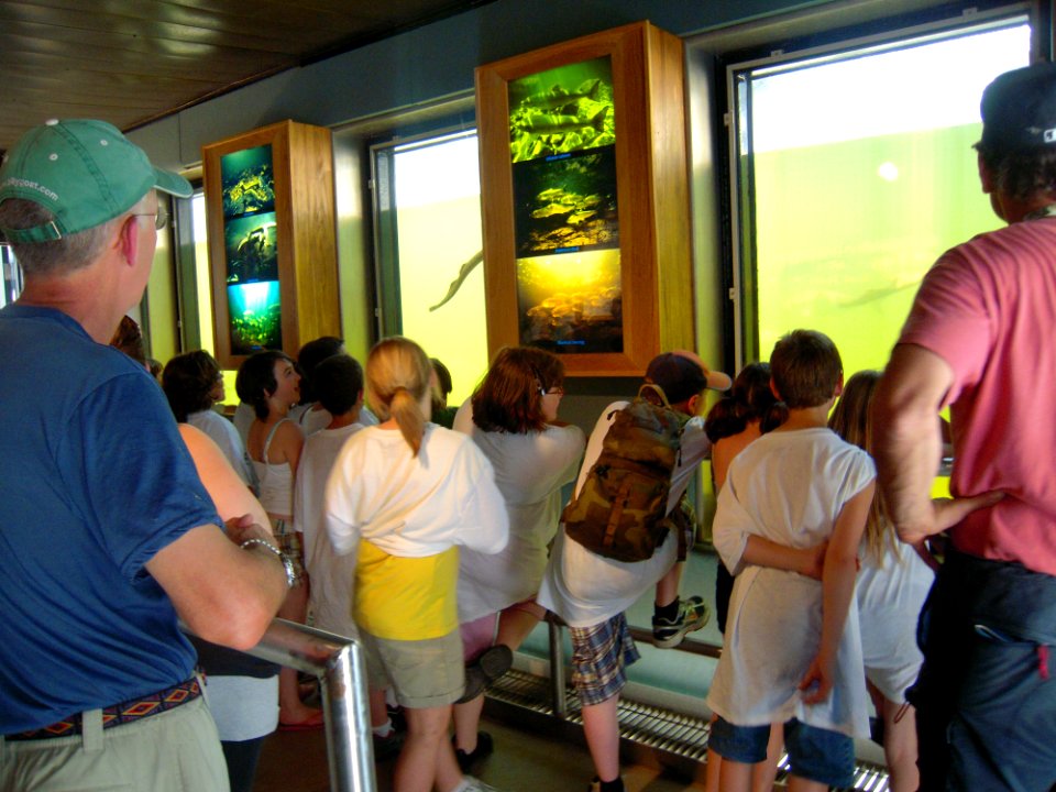 Looking at American shad from viewing room