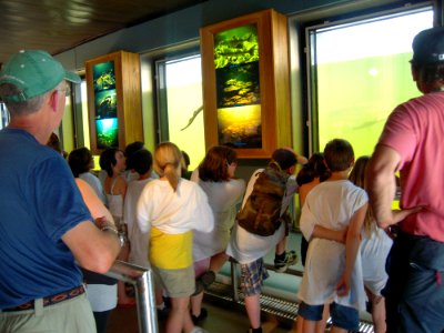 Looking at American shad from viewing room