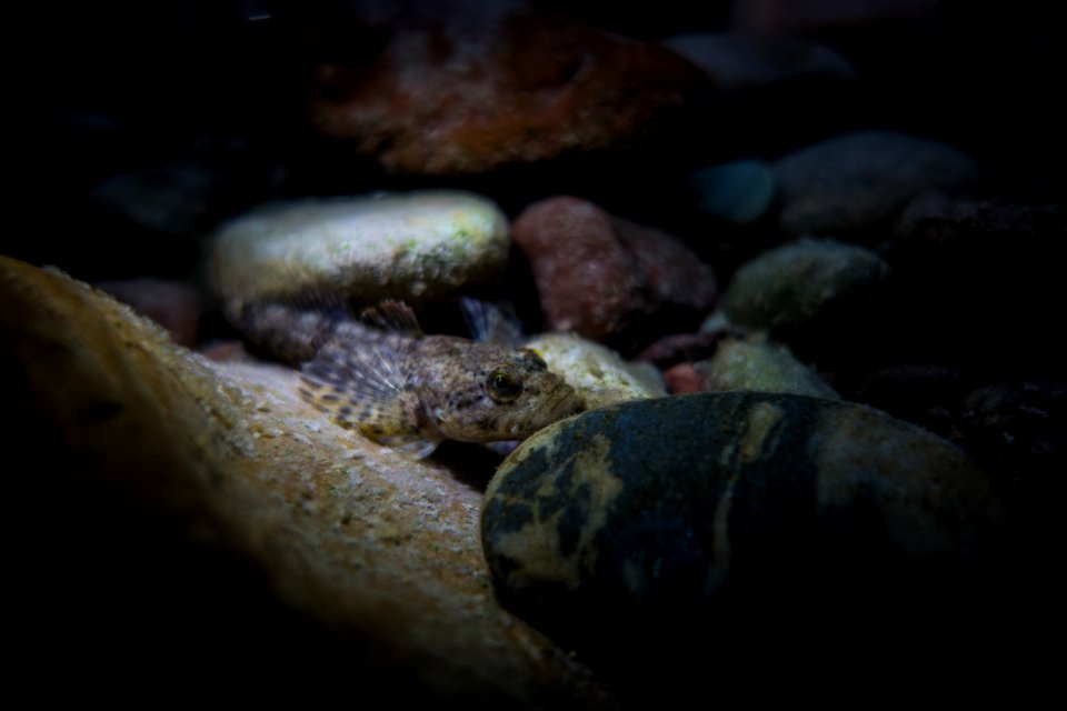 Columbia Slimy Sculpin - Cottus cognatus