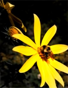 Hairy Yellow Leafcup photo