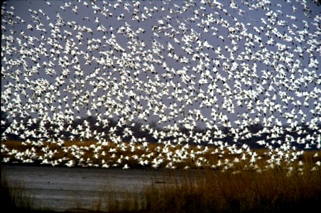 Snow Geese Take Off photo