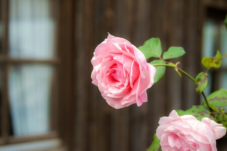 Bloom rose bloom pink roses