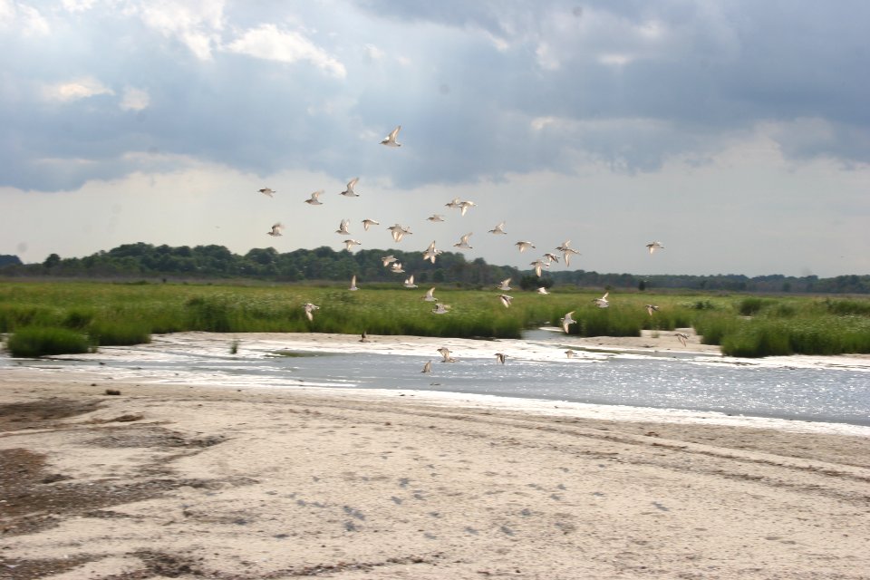 Shorebirds at Prime Hook NWR