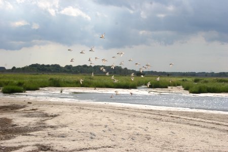 Shorebirds at Prime Hook NWR