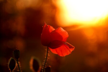 Sun camp flower