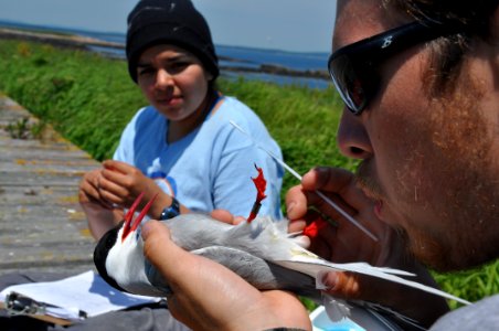 Locating Cloaca on Tern for a Sample photo