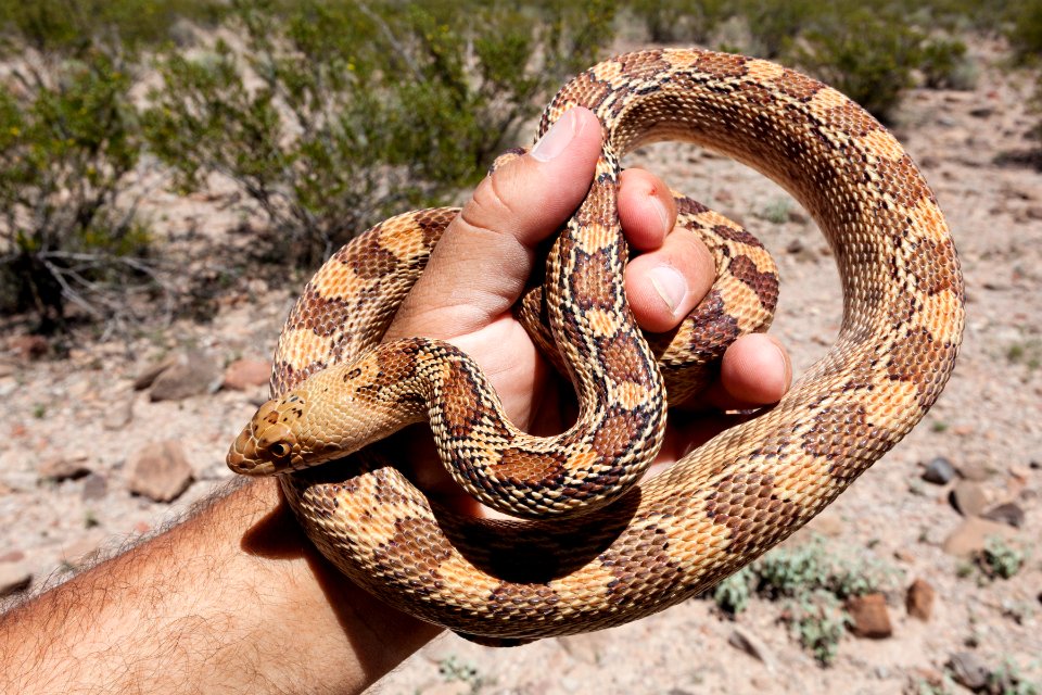 Pituophis catenifer affinis