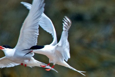 Roseate Tern Chasing a Common Tern photo