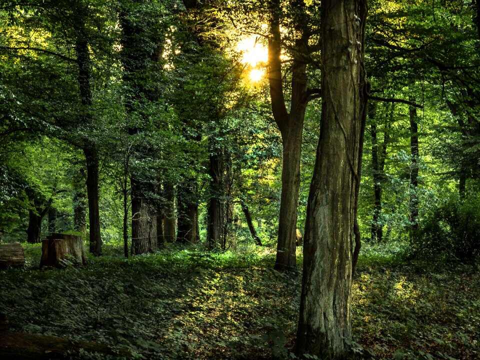 Forest trees plenty of natural light