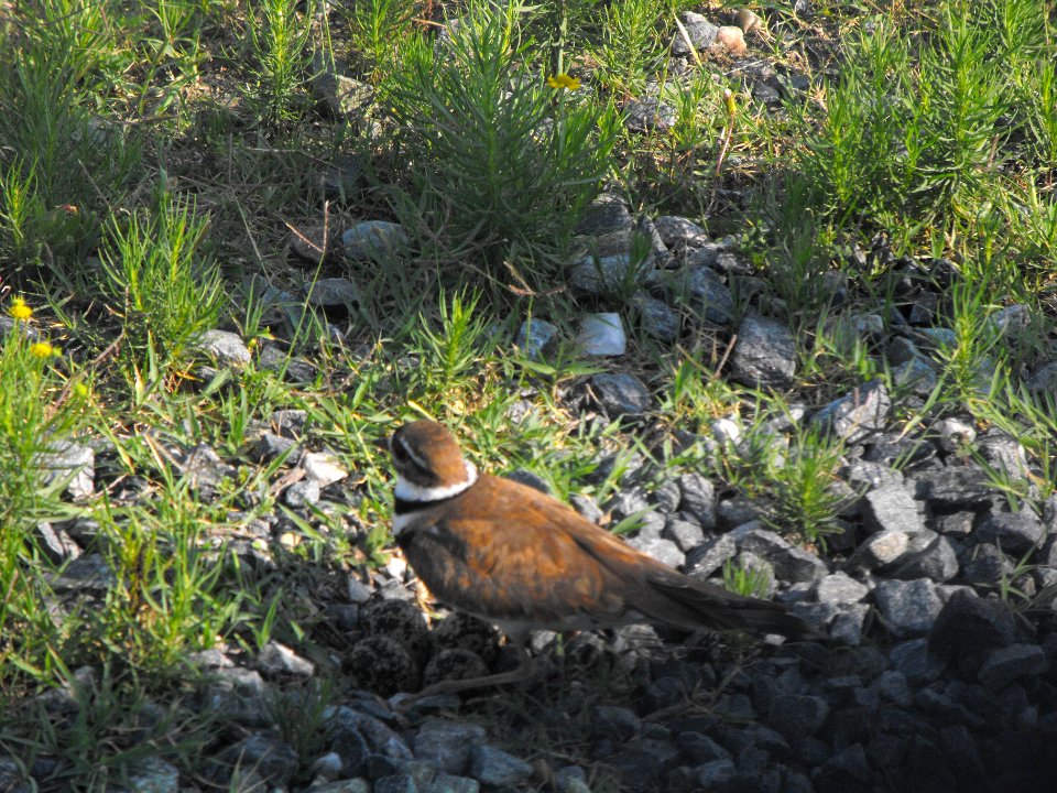 Killdeer protecting nest