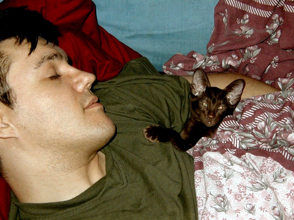 Addison Siamese Havanah cat kitten 026