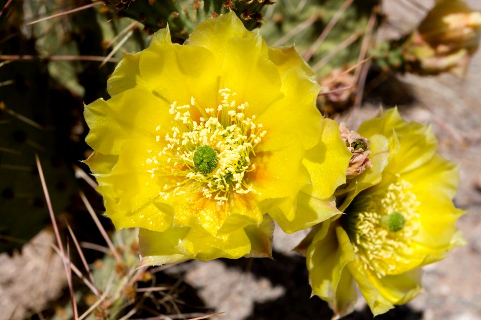 Opuntia tortispina